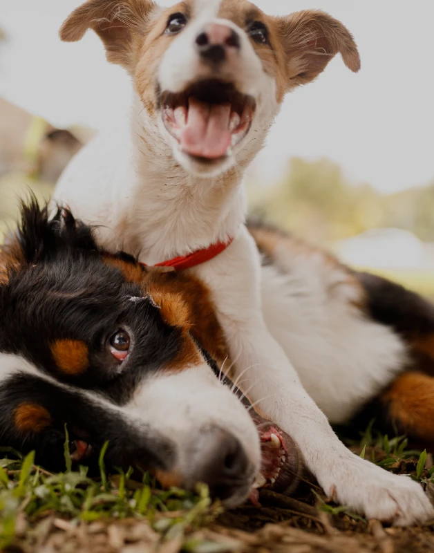 Two dogs playing at pet-friendly bark park at Halstead Chantilly