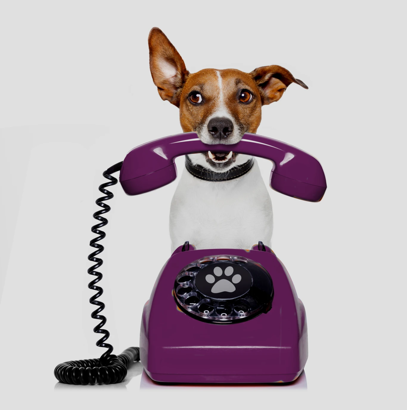 Dog with purple phone mood image for Halstead Chantilly