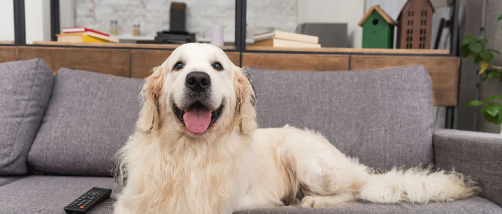 Dog on a couch at pet-friendly Halstead Chantilly